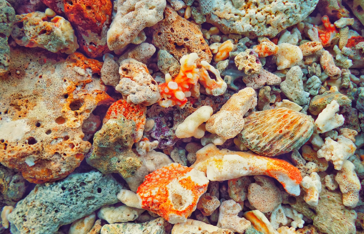Ernährungsberatung für Parasitenprävention